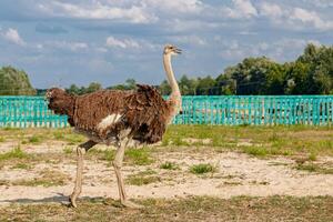 Beautiful ostriches on a farm against a blue sky photo