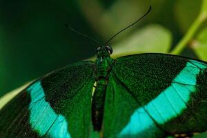 macro beautiful butterfly Papilio palinurus photo