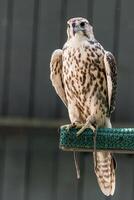 Beautiful falcon close up photo