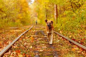 Autumn forest through which an old tram rides Ukraine and red dog photo