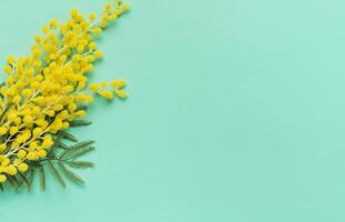 Bright Yellow Mimosa Flowers on a Soft Turquoise Background for a Springtime Display photo