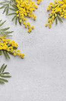 Mimosa flowers on gray concrete background photo