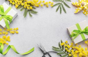 Mimosa branch and gift boxes on gray concrete background. photo