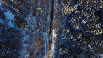 volante sopra il auto guida attraverso nevoso foresta a d'oro inverno Alba. filmato. aereo Visualizza volante a partire dal sopra. a seguire bianca auto in movimento su avvolgimento strada nel inverno foresta con neve alberi video