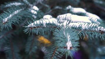 Navidad árbol ramas en el nieve de cerca. abeto ramas cubierto con nieve en el viento en parque, de cerca. ramas de un Navidad árbol cubierto con nieve natural abeto, invierno antecedentes video