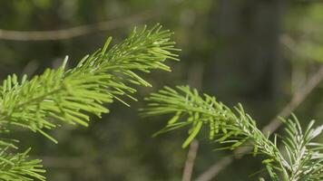 green prickly branches of a fur-tree or pine. Close-up of Christmas pine fir tree branches background. Background of Christmas tree branches. Fir tree branch close up video