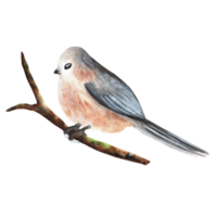 Hand-drawn watercolor illustration. Long-tailed titmouse bird sitting on the branch png