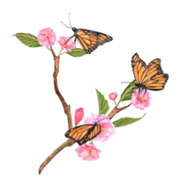 Hand-drawn watercolor illustrations. Sakura branches with pink flowers and green leaves and butterflies on these png