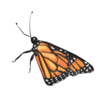 dibujado a mano acuarela ilustración. monarca mariposa para ninguna diseño trabajos png