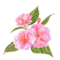 Hand-drawn watercolor illustration. Pink cherry tree sakura flowers with green leaves and buds png