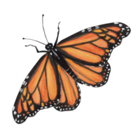 Hand-drawn watercolor illustration. Monarch butterfly for any design works. Front view png