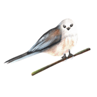 Hand-drawn watercolor illustration. Long-tailed titmouse bird sitting on the branch png
