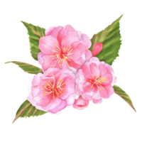 Hand-drawn watercolor illustration. Pink cherry tree sakura flowers with green leaves and buds png