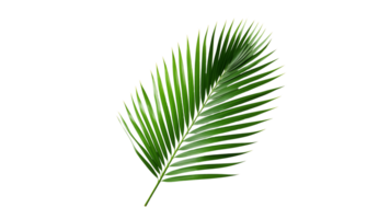 AI generated Palm tree leaf cutout. Green palm tree leaf on transparent background png