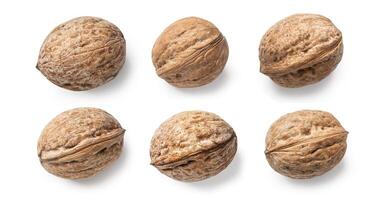 walnuts isolated on white photo