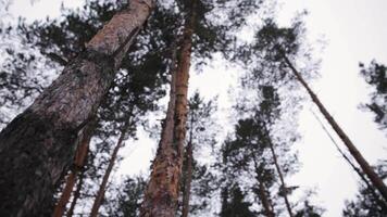 Bottom view of the pine trees against the cloudy sky. Trees in a forest. Looking Up. Forest Sky video