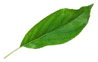 green leaf isolated photo