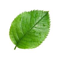 green leaf isolated photo