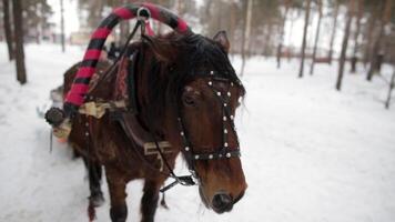 Brown horse in winter landscape. horse in a sleigh in the forest in winter video