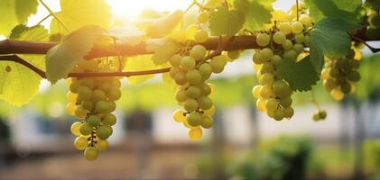 AI generated Close-Up of Flourishing Vine Plants, Their Green Leaves, and Rich Grape Clusters Against a Warm, Blurred Bokeh photo