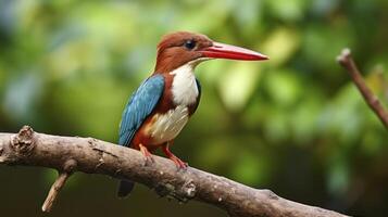 AI generated White-throated Kingfisher bird on a branch photo