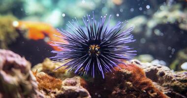 AI generated Exploring the Depths with Diadema Setosum, the Majestic Black Long-Spined Sea Urchin photo