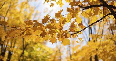 AI generated A Perspective Upwards at the Dense Canopy of Trees Radiant with Fall Colors photo