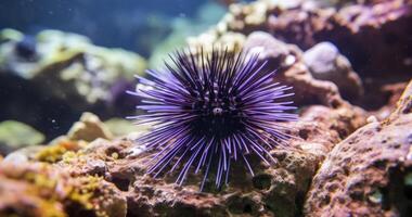 AI generated The Unique Beauty of the Black Long-Spine Urchin in Its Coral Reef Habitat photo