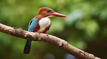 AI generated A Stunning View of a White-Throated Kingfisher Bird Resting on a Branch photo
