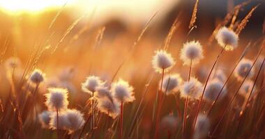 AI generated The Subtle Beauty of Grass Blossoms Lit by the Soft Hues of Sunset photo