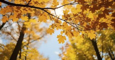 AI generated The Stunning Perspective of Dense Woods in Full Fall Splendor photo