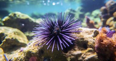 ai generado el negro columna larga pilluelo de el coral arrecife. diadema setosum es un especies de de espinas largas mar pilluelo pertenencia a el familia diadematidae foto