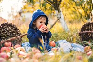 Young little child with apples in garden. Cute small kid in apple orchard. photo