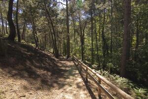 paisajes y caminos de el hermosa naturaleza de el sierra Delaware cazorla, jaén, España. naturaleza vacaciones concepto. foto