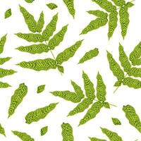 Vector seamless pattern of green leaves. Image of Koniogram Golden Zebra. Illustration for wallpaper.