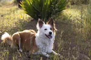 The most beautiful dog in the world. Smiling charming adorable sable brown and white border collie , outdoor portrait with pine forest background. Considered the most intelligent dog. photo