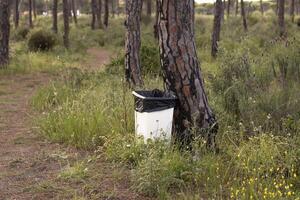 A garbage can in a pine forest. In concept of caring for the environment. photo