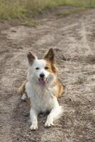 The most beautiful dog in the world. Smiling charming adorable sable brown and white border collie , outdoor portrait with pine forest background. Considered the most intelligent dog. photo