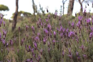 Lavandula Stoecha is a variety of lavandula of low height and high density. Its leaves are narrower than other varieties and its bloom is a denser purple than usual. photo