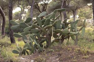 The cardon nopal ,Opuntia streptacantha, is a species of plant in the cacti family. It grows in the form of a bush but reaches high altitudes, forming closed forests in several places. photo