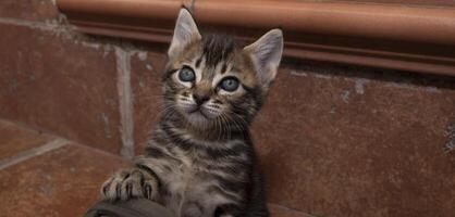 encantador gatito mirando arriba. con gris ojos y abigarrado pelo. con marrón antecedentes. foto