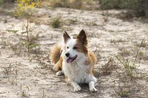 The most beautiful dog in the world. Smiling charming adorable sable brown and white border collie , outdoor portrait with pine forest background. Considered the most intelligent dog. photo