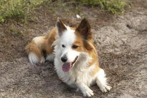 The most beautiful dog in the world. Smiling charming adorable sable brown and white border collie , outdoor portrait with pine forest background. Considered the most intelligent dog. photo