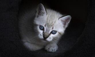 Portrait of a one-month-old whitish kitten with blue eyes, with a black background. photo