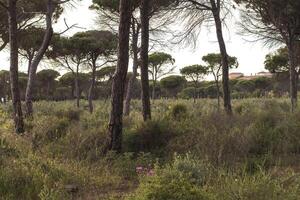 A pine forest photo