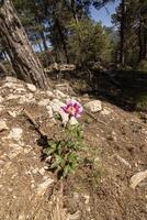 Pretty fuchsia wild flower in the beautiful nature of the Sierra de Cazorla, Jaen, Spain. photo