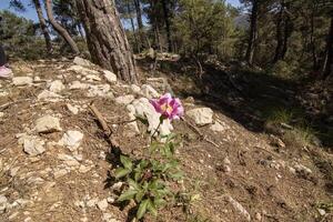 bonito fucsia salvaje flor en el hermosa naturaleza de el sierra Delaware cazorla, jaén, España. foto