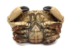 Big crab, Cancer pagurus , isolated on white background. Spanish food concept. In Spanish called ,Buey de Mar. photo