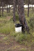 A garbage can in a pine forest. In concept of caring for the environment. photo