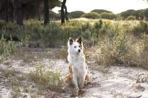 The most beautiful dog in the world. Smiling charming adorable sable brown and white border collie , outdoor portrait with pine forest background. Considered the most intelligent dog. photo